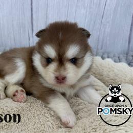 Wesson - Red and white male Pomsky puppy in Eastman, Georgia from Once Upon A Pomsky