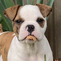 American Bulldogs from M T POCKETS AMERICAN BULLDOGS