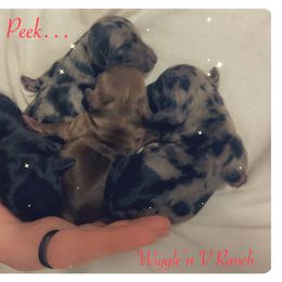 Dachshund and Pug Puppies from Wiggle'n V Ranch