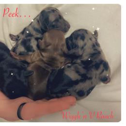 Dachshund and Pug Puppies from Wiggle'n V Ranch