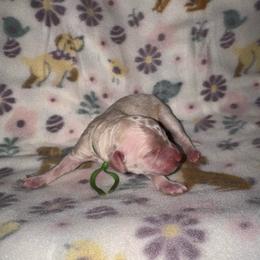 Green Collar - Cream female Goldendoodle puppy in Simpsonville, South Carolina from D & D Golden Doodles, LLC