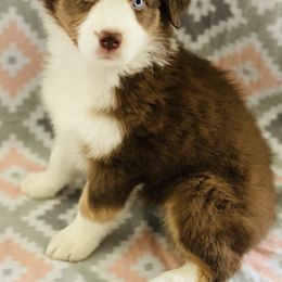 Australian Shepherd Puppies from Jo’s Aussies