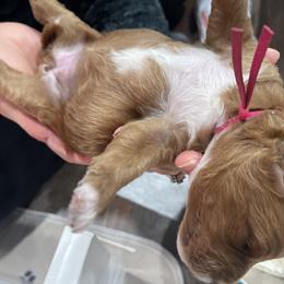 Goldendoodle Puppies from Graystone Doodles