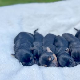 Yorkshire Terrier Puppies from Celestial Family Terriers (Yooper Yorkies)