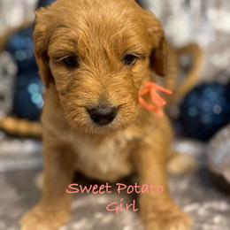 Sweet Potato - Red  female Goldendoodle puppy in Rockville, Minnesota from Bracha Poodles & Doodles