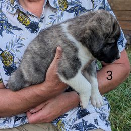 3 - Girl - Brown female Anatolian Pyrenees puppy in Marysville, Ohio from Brotherton Family Farms