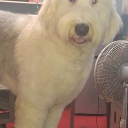 Goldendoodles, Poodles, and Sheepadoodles from Rising Star Kennels