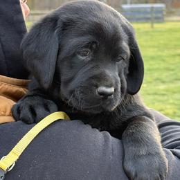 Labrador Retriever puppies from Hillstone Labradors