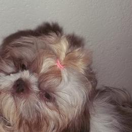 Maltese, Maltipoo, Poodle, and Shih Tzu Puppies from Marlees Puppies 1
