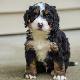 Reno - Tri-color male Bernedoodle puppy in Dundee, Ohio from Down Home Doodle