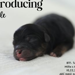 Miniature American Shepherd puppies from TK Standard, Mini, & Toy Aussies