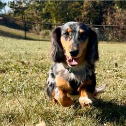 Sprinkles - Dachshund