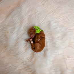 Green - Red  male Goldendoodle puppy in Platteville, Wisconsin from Beck Kennel