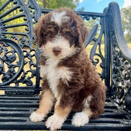 Girl 3 - Red tri-color female Aussiedoodle puppy in Crawford, Mississippi from Magnolia State Poodles and Doodles