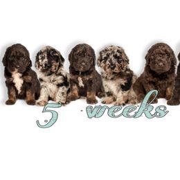 Double Doodle, Goldendoodle, and Sheepadoodle Puppies from Shaw Spring's Canines