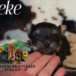 Zeke - Black and gold male Yorkshire Terrier puppy in Baker, West Virginia from Majestic Mountain Yorkies