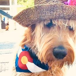 Goldendoodles from Shawn Bittle