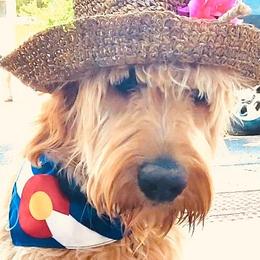 Goldendoodles from Shawn Bittle