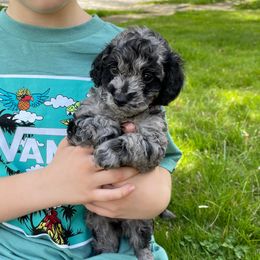 Cockapoo Puppies from Oak and Magnolia