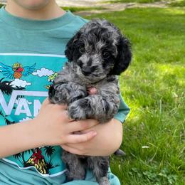 Cockapoo Puppies from Oak and Magnolia