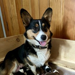 Pembroke Welsh Corgi Puppies from Trowbridge Corgis