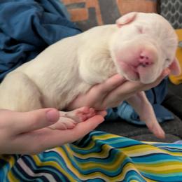 Boy 4 - male Dogo Argentino puppy in Morgan Hill, Pennsylvania from De la Fuerza De Dios