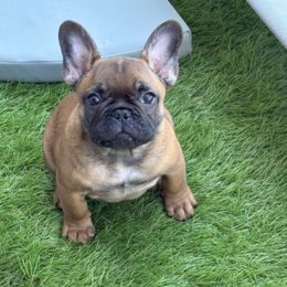 Leo - Fawn male French Bulldog puppy in Spring Lake, Florida from Peaceful Prayers French Bulldogs