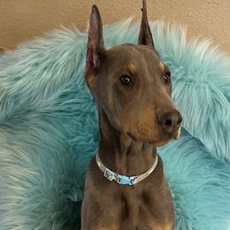 Doberman Pinscher Puppies from Morningstar Kennel