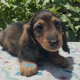 Red Sable Boy 1 - Sable male Dachshund puppy in Alice, Texas from Crimson’s longhair Dachshunds
