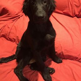 Flat-Coated Retriever Puppies from Beacon's Flat-Coated Retrievers