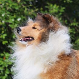 Sansa - Shetland Sheepdog