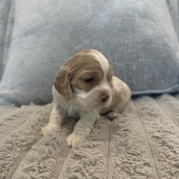 Mickey - Red and white male Cocker Spaniel puppy in Oklahoma City, Oklahoma from BRX Country Cockers LLC