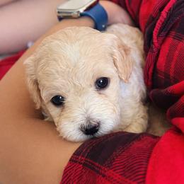 Xhui - Cream female Poodle puppy in Avondale, Arizona from Sun Toy Poodles