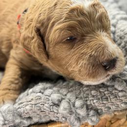 Double Doodle and Goldendoodle Puppies from Red White and Doodle