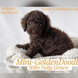 Orange - Chocolate male Goldendoodle puppy in Reno, Nevada from Darling Doodles