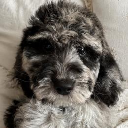 Gray collar - Merle male Goldendoodle puppy in Christiana, Tennessee from Rechlicz Family Doodles
