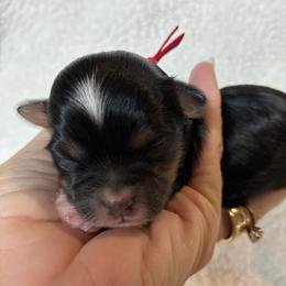 Red collar - Black and white male Shihpoo puppy in Millsap, Texas from Gaston’s Posh Poodles and Doodles