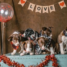 Border Collie Puppies from Rocky Mountain Border Collies