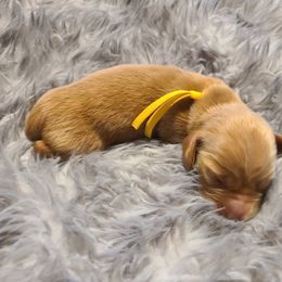 Yellow AKC - Red male Dachshund puppy in Mesa, Arizona from Diamondback Doxie
