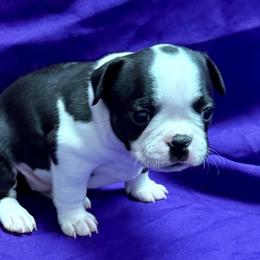 Lily - Black and white female Boston Terrier puppy in Kingsport, Tennessee from Dreamweaver Bostons
