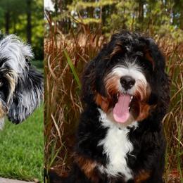 Bernedoodles from Salt-Life Doodles
