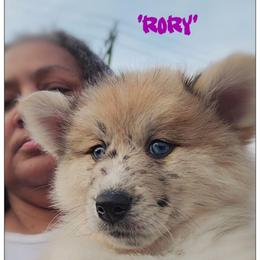 'RORY' - Merle female Pomsky puppy in Norfolk, Virginia from 'Brick'House Couture Pomskies