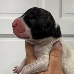 David Kushner - Brindle male Great Dane puppy in Florida from Beachside Kennels