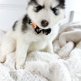 Boy 2 - Black and white male Pomsky puppy in Leesburg, Virginia from Capital Pomsky