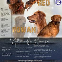 Golden Retrievers from Greenridge Kennels