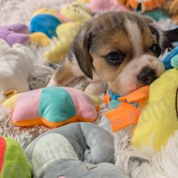 Yellow - Black tan and white female Beagle puppy in Vallejo, California from Tailwindfarm