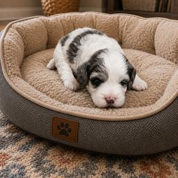Bluebell - Merle female Australian Labradoodle puppy in Molalla, Oregon from Golden Xpress Labradoodles