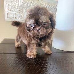 Isabella - Liver female Shih Tzu puppy in Burlington, North Carolina from Nancy’s Lil’Shih Tzus