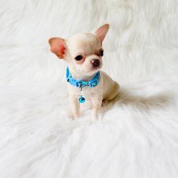 Louie - Cream and white male Chihuahua puppy in Sacramento, California from Honey Bee Chihuahua’s