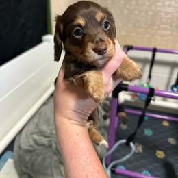 Hershey - Chocolate and tan female Dachshund puppy in Sacred Heart, Minnesota from Sacred Dachshunds